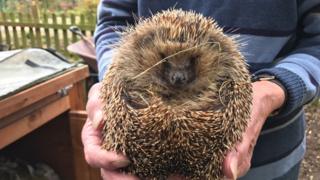 Hedgehog