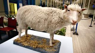   Dolly the Sheep on display at the Royal Museum in Edinburgh 