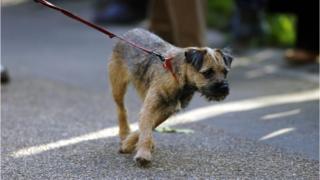Dog on lead