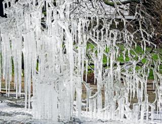 Icicles on a bush