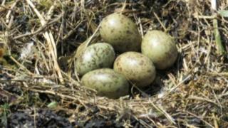 Gull eggs