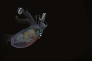 Bigfin reef squid seen off Anilao, Philippines