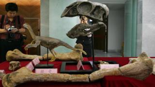 Fossilized bones of a gigantic theropod dinosaur on display in Beijing