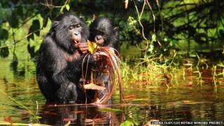 bonobo wading, carrying infant