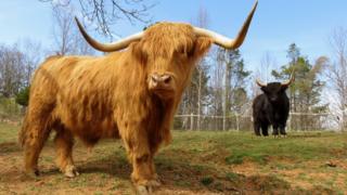 Hamish, front, and Kyloe