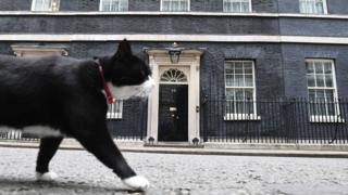 Palmerston the Foreign Office cat pads past 10 Downing Street