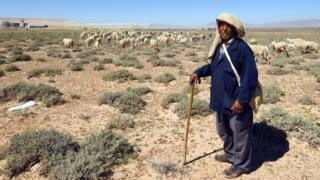 Salem, a 45-year-old Tunisian shepard, leads his flock in the town of Mdhila, south of Gafsa, one of the main mining sites in central Tunisia. work has resumed after a month-long strike. on March 9, 2018.