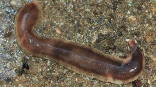 New Zealand flatworm