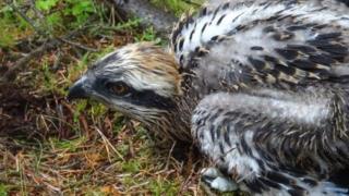 Osprey chick