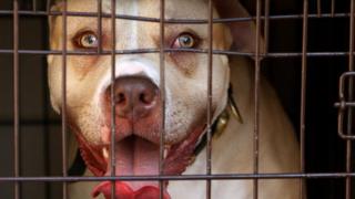 Perro de ataque de las potencias no se utiliza' - Noticias BBC - BBC 1 Pitbull seized in London