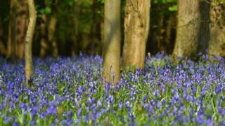 Bluebells in Besselsleigh