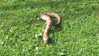 Plastic snake