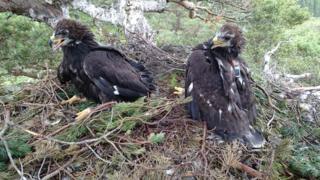 Two young golden eagles