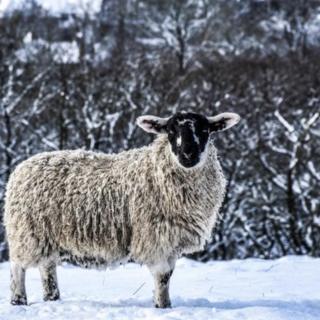 A sheep in snow