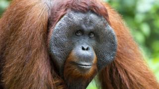 Orangután