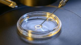 Investigación emrbionaria