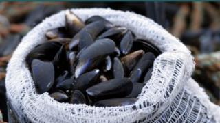Shetland Mussels website screen grab