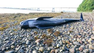 Dead whale