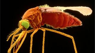 mosquito
