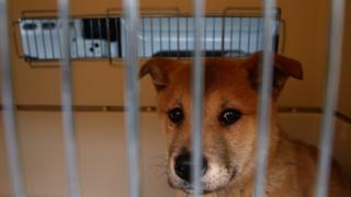 dog in a cage