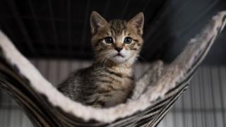 Бродячая кошка