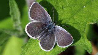 Small Blue Butterfly