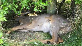 Shot deer