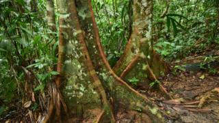 Dos grandes troncos de árboles en la Amazonía
