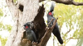 Cacatúa enlutada