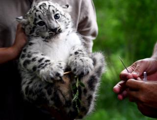 A baby snow leopard is held next to a needle