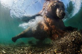 Mike Korostelev underwater image