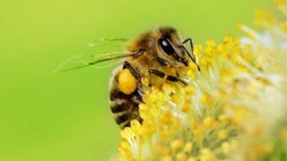 Abeja