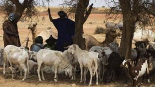 Les Bambaras, une ethnie d'agriculteurs, et les Peuls, des éleveurs, cohabitent dans la région de Mopti.