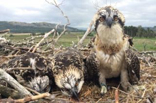 the three chicks