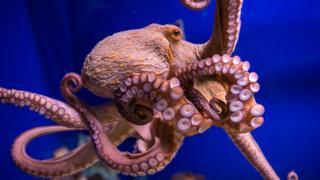 Pulpo