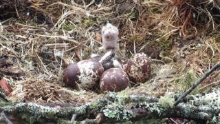 Osprey chick