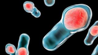 Bacterias