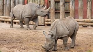 javan rhinos in captivity