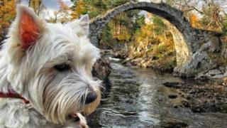 Casper the dog in Carrbridge