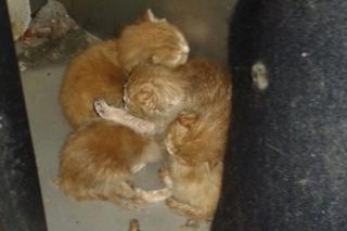 Kittens in tumble dryer