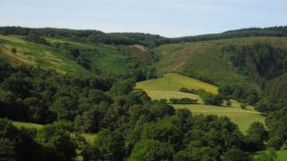Clocaenog Forest