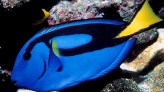 Голубой (флаговый) хирург (Paracanthurus hepatus)