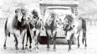 Bois em fazenda na cidade mineira de Uberaba