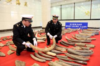 4月11日,哈爾濱海關對外發佈消息,哈爾濱海關所屬蘿北海關破獲一起特大涉嫌走私猛獁象牙、披毛犀角、玉石案,一次性查獲猛獁象牙1.07噸、披毛犀角72.75千克、軟玉原料1.11噸