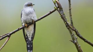 A common cuckoo
