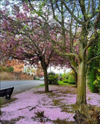 Blossom lying on the ground beneath a blossom tree