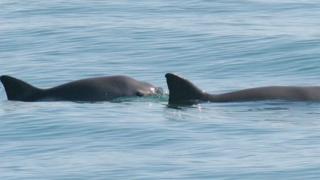 Vaquitas marinas en el Golfo de California