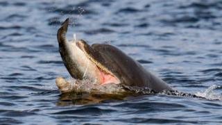 Bottlenose dolphin catching salmon
