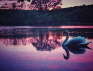 swan