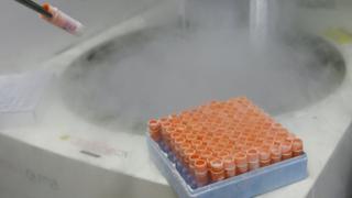 Embriones congelados